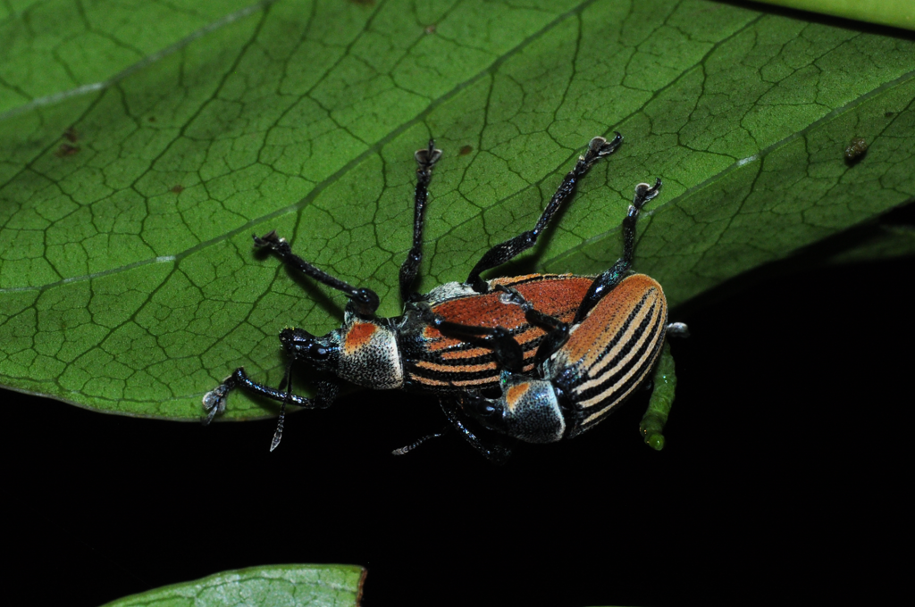 Cratopus septemvittatus