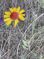 Gaillardia aristata