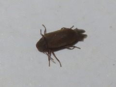 Anobium punctatum