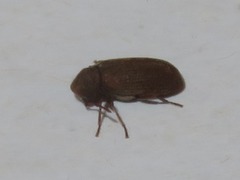 Anobium punctatum