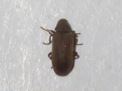 Anobium punctatum