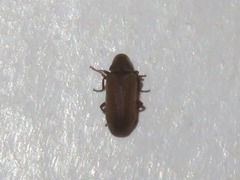 Anobium punctatum