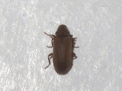 Anobium punctatum