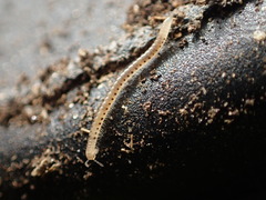 Blaniulidae
