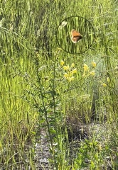 Coenonympha california