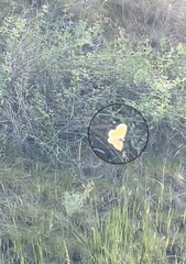 Coenonympha california