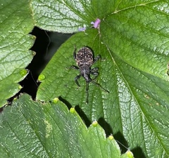 Otiorhynchus sulcatus