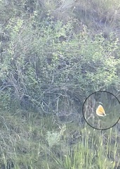Coenonympha california