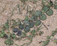 Evolvulus nummularius