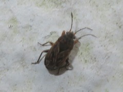 Trapezonotus arenarius