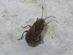 Trapezonotus arenarius