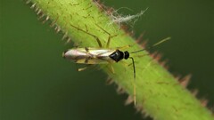 Tupiocoris