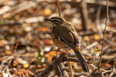 Cercotrichas quadrivirgata