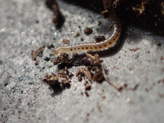Blaniulidae