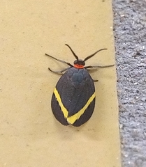 Pidorus