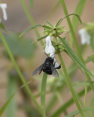 Amegilla violacea