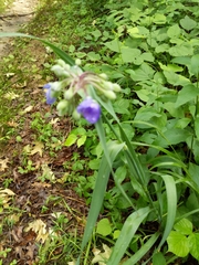 Tradescantia bracteata