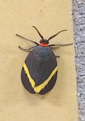 Pidorus