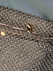 Barypeithes pellucidus