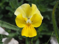 Viola eugeniae