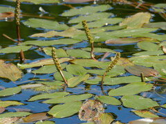 Potamogeton natans