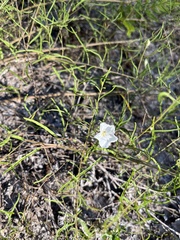 Stylisma pickeringii