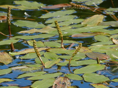 Potamogeton natans