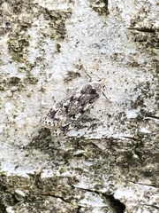 Anacampsis populella