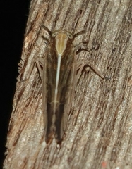 Stenocraninae