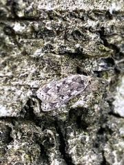 Anacampsis populella