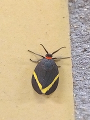 Pidorus