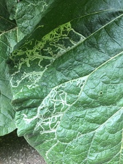Phytomyza lappae