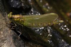Stylogomphus albistylus