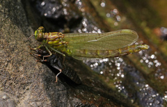 Stylogomphus albistylus