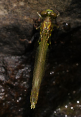 Stylogomphus albistylus