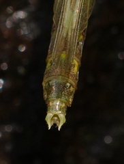Stylogomphus albistylus