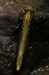 Stylogomphus albistylus