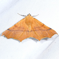Tetracis australis