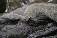 Stylogomphus albistylus