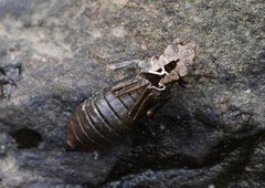 Stylogomphus albistylus