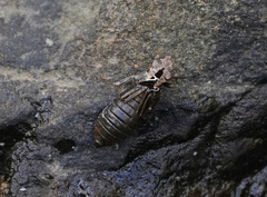 Stylogomphus albistylus