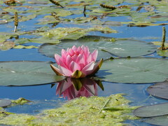 Nymphaea candida