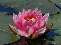 Nymphaea candida