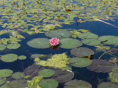 Nymphaea candida