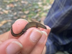Sphaerodactylus klauberi