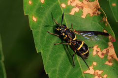 Sphiximorpha willistoni