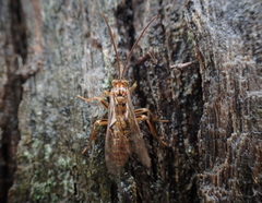Theronia