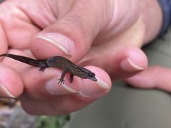 Sphaerodactylus klauberi