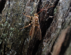 Theronia
