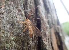 Theronia